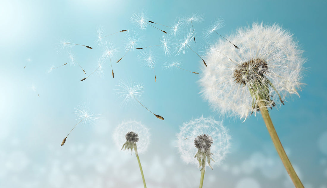 Four Natural Solutions to Soothe Seasonal Symptoms This Spring