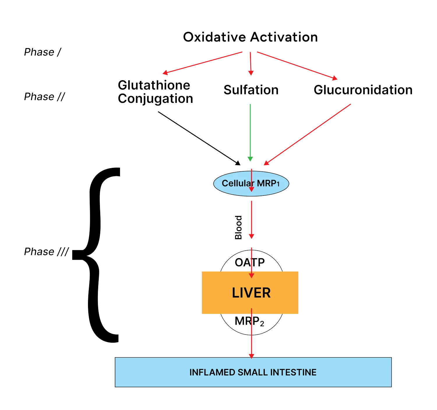 Oxidative-Activation-Img