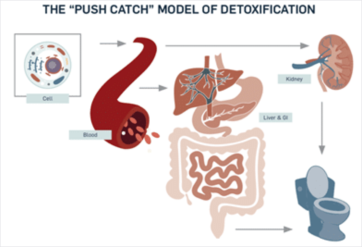 detoxification-img