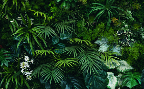 Nature's Pharmacy: Harnessing Plant Compounds for Microbial Balance