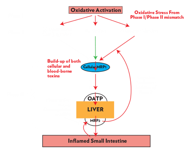 Oxidative Activation from phase 1 to phase two diagram