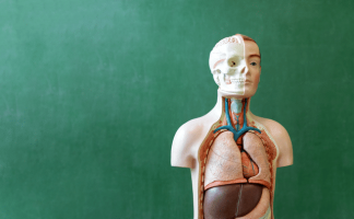 Human body internal organs model